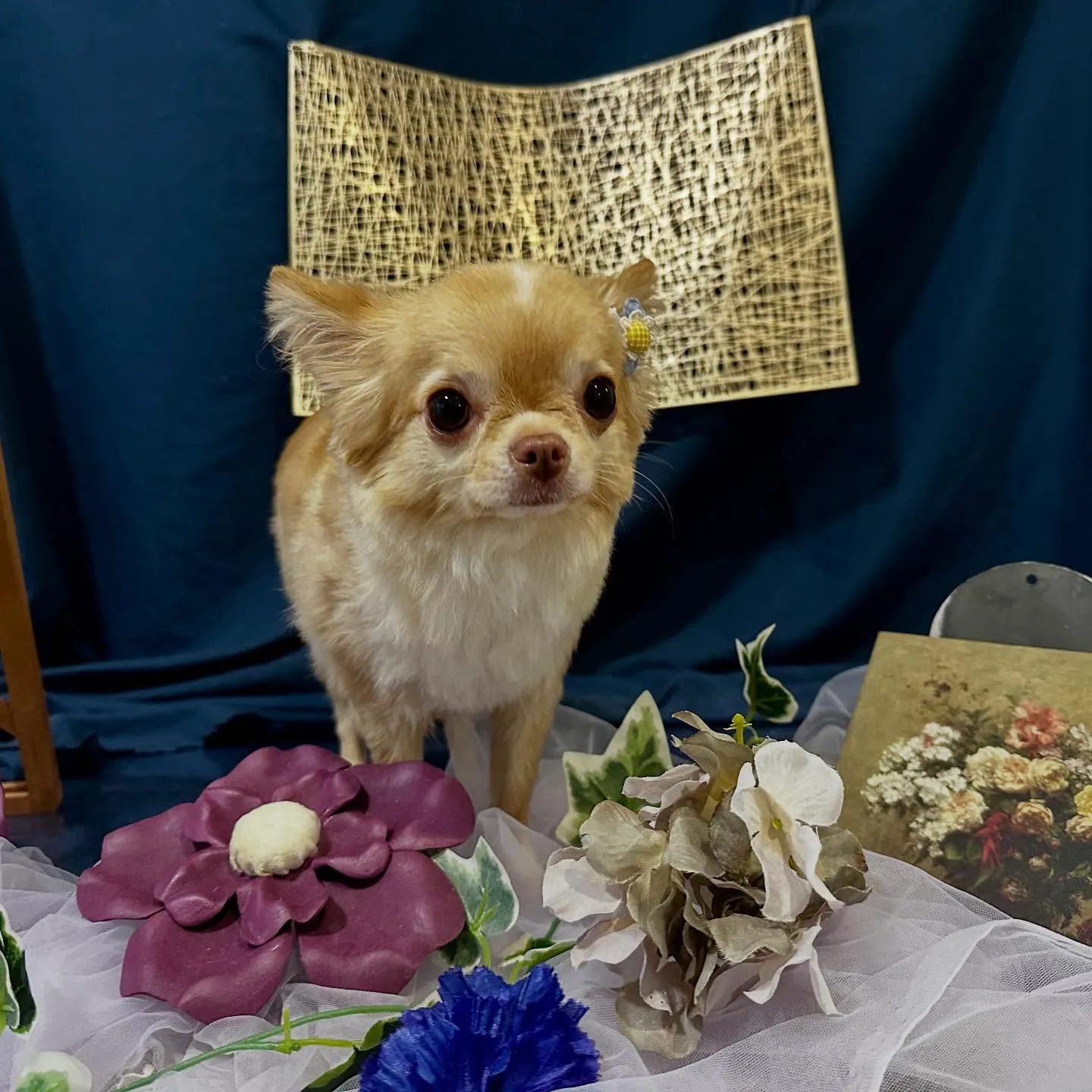 トリミングのセットメニューをご利用頂いたわんこたちです🐾