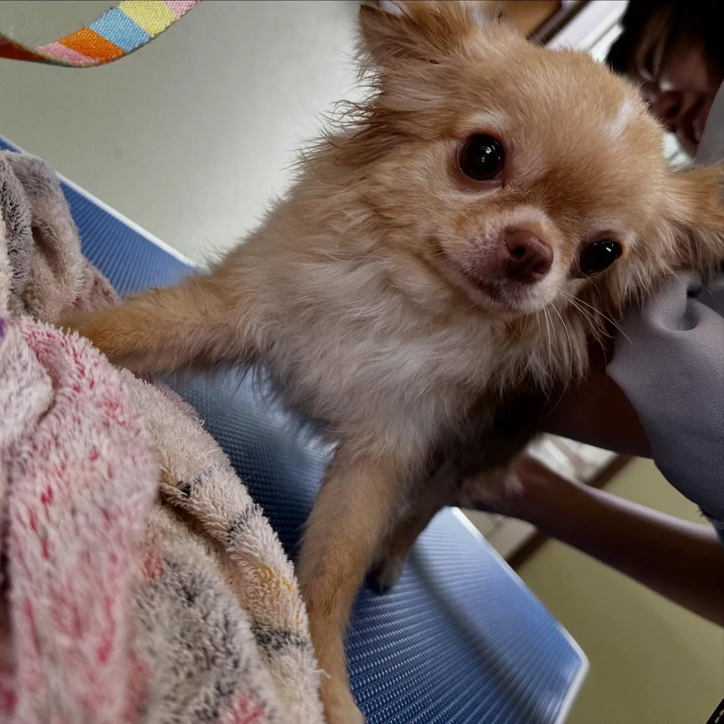 トリミングのセットメニューをご利用頂いたわんこたちです🐾