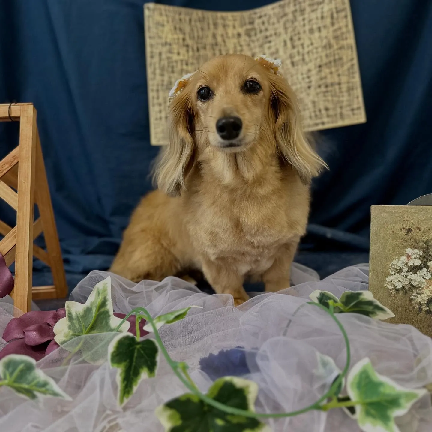 トリミングのセットメニューをご利用頂いたわんこたちです🐾
