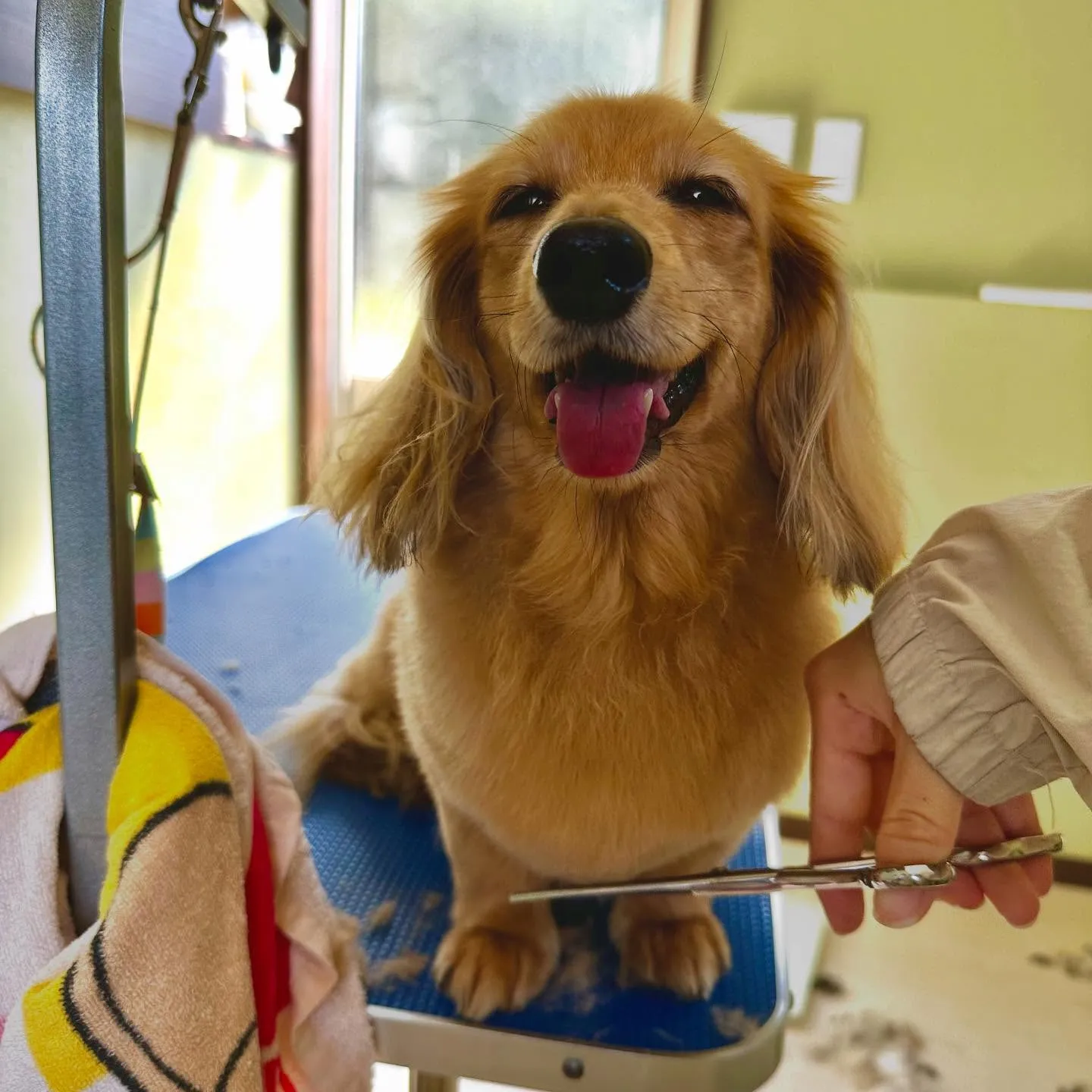 トリミングのセットメニューをご利用頂いたわんこたちです🐾