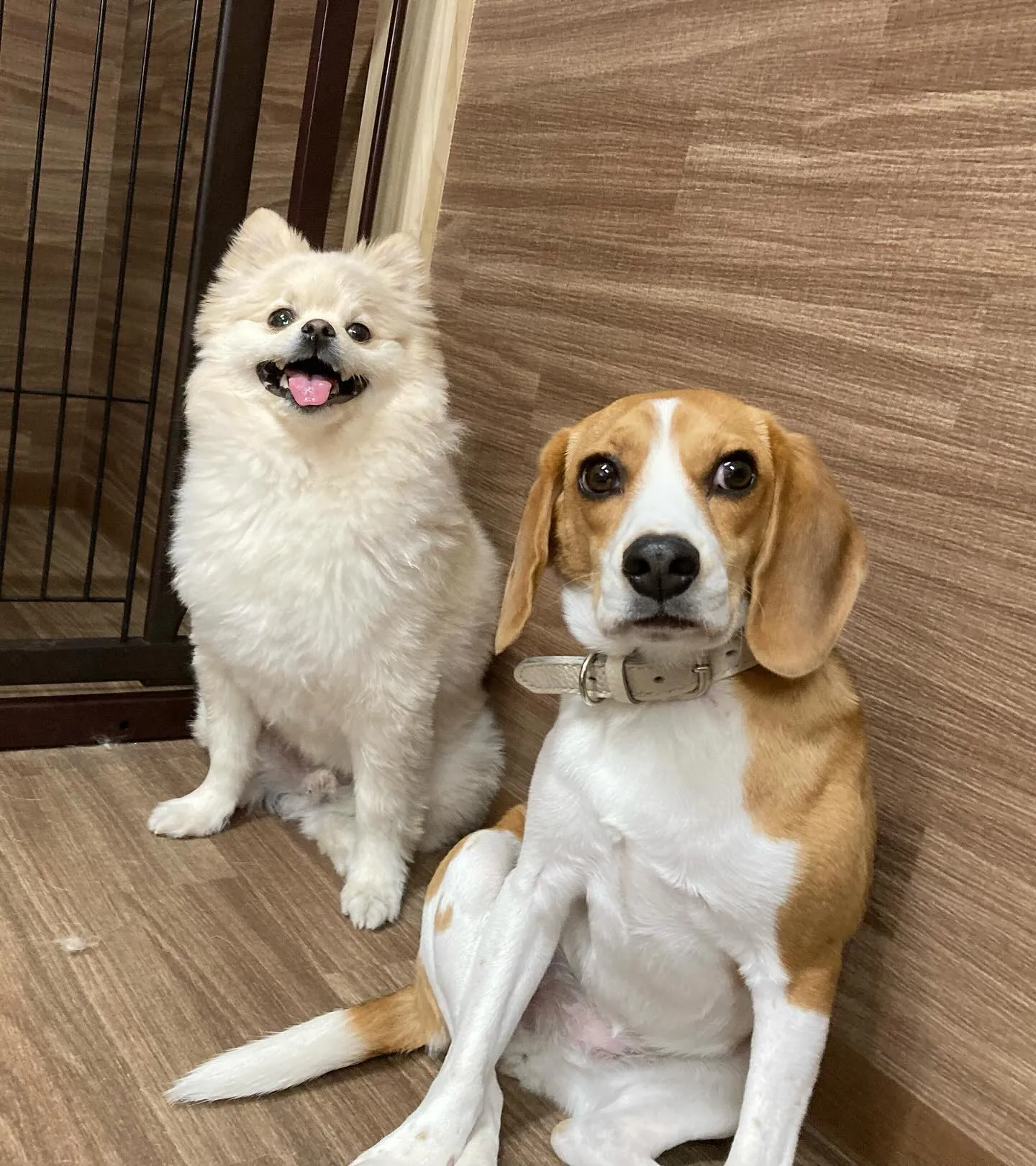 入会してくれたこはくくんです🌼