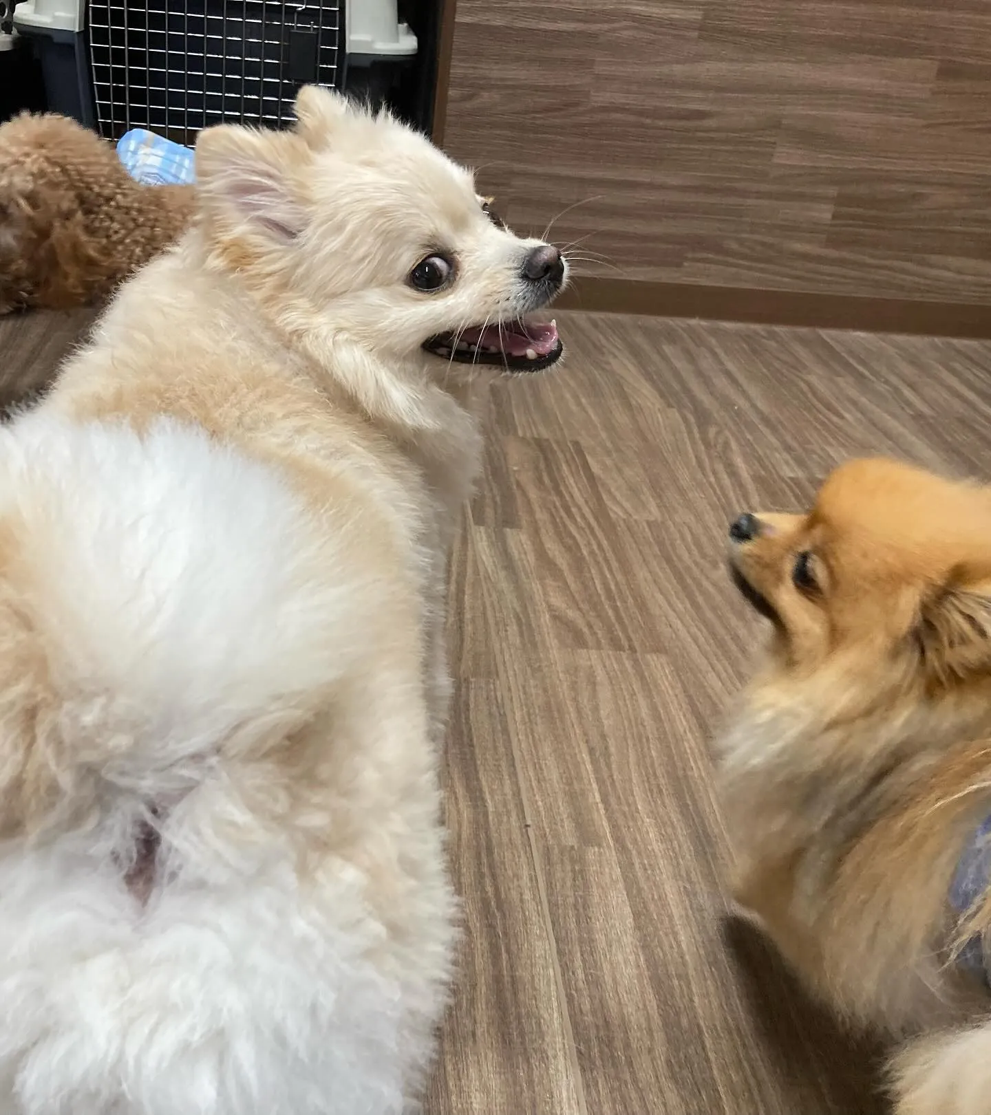 入会してくれたこはくくんです🌼