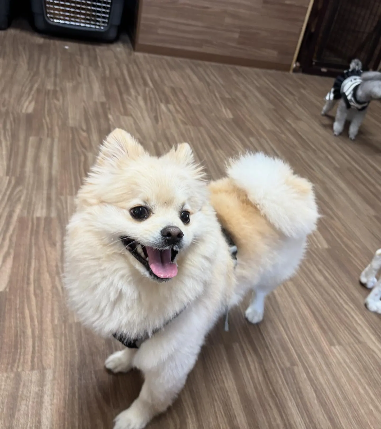 入会してくれたこはくくんです🌼