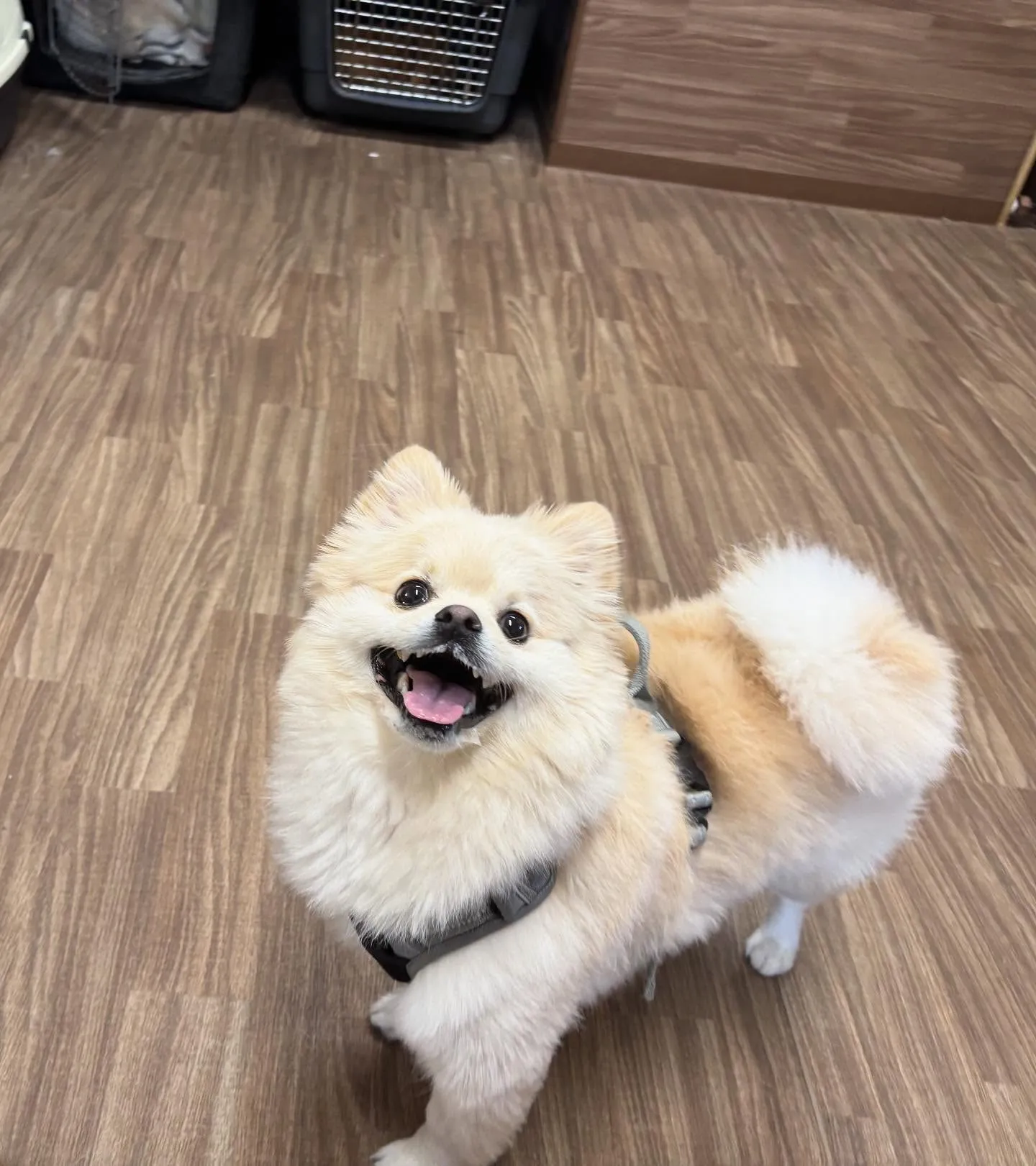 入会してくれたこはくくんです🌼