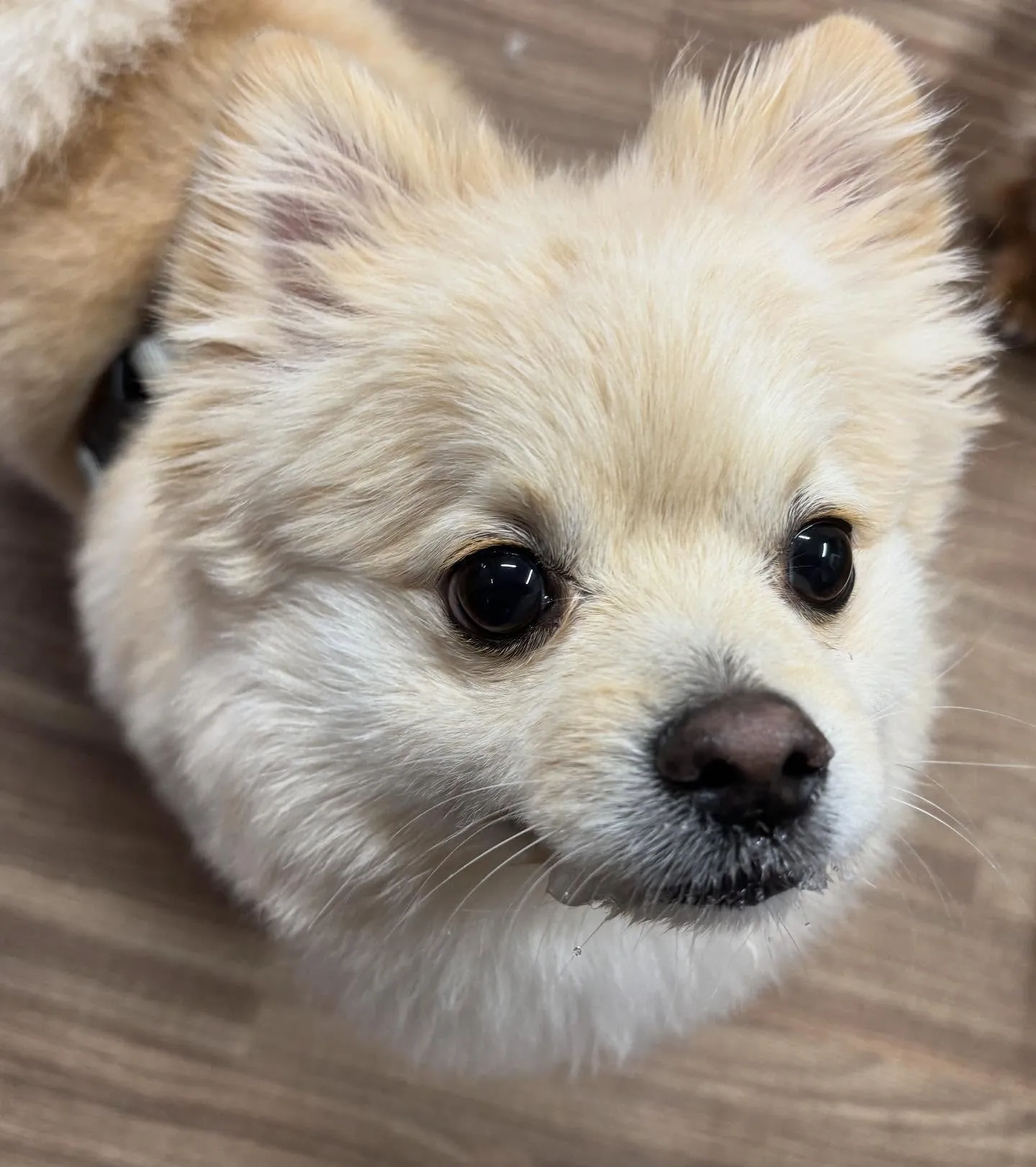 入会してくれたこはくくんです🌼