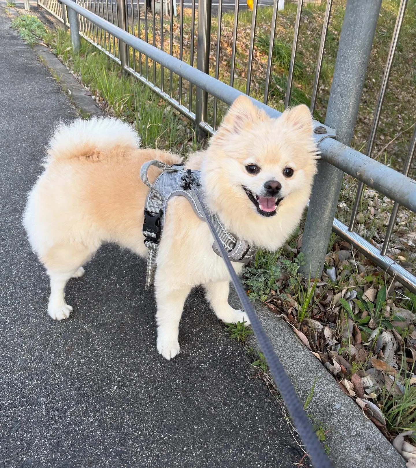 入会してくれたこはくくんです🌼