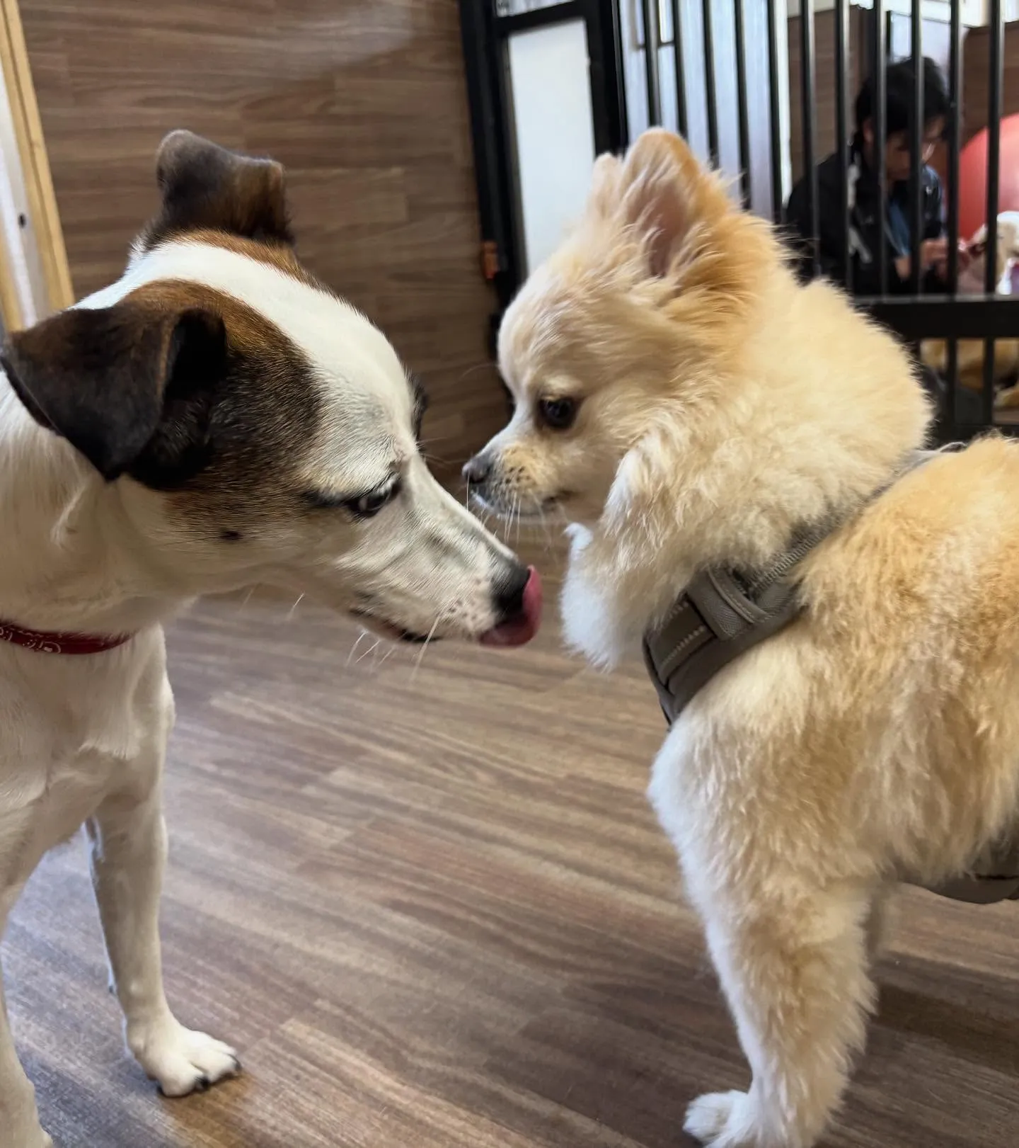 入会してくれたこはくくんです🌼