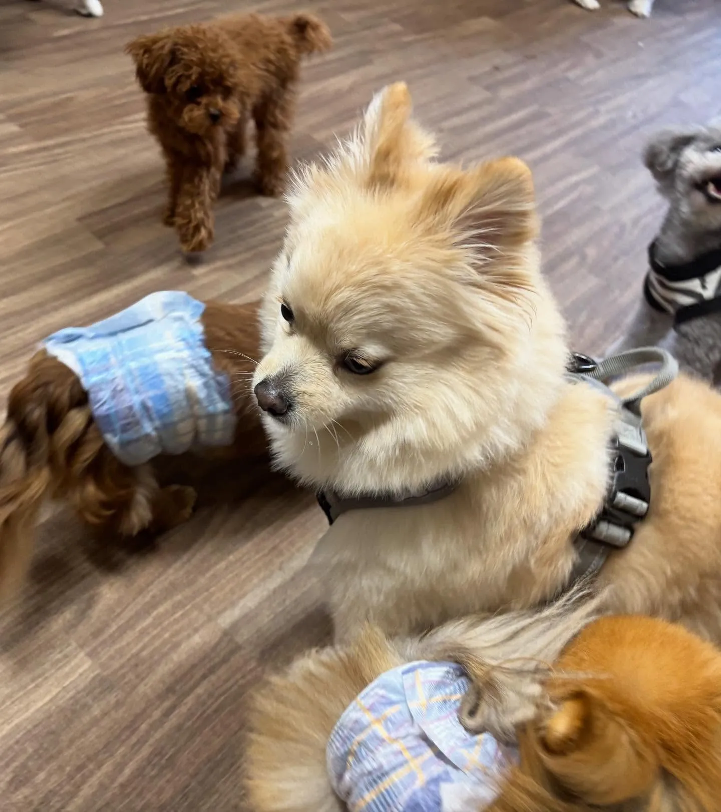 入会してくれたこはくくんです🌼