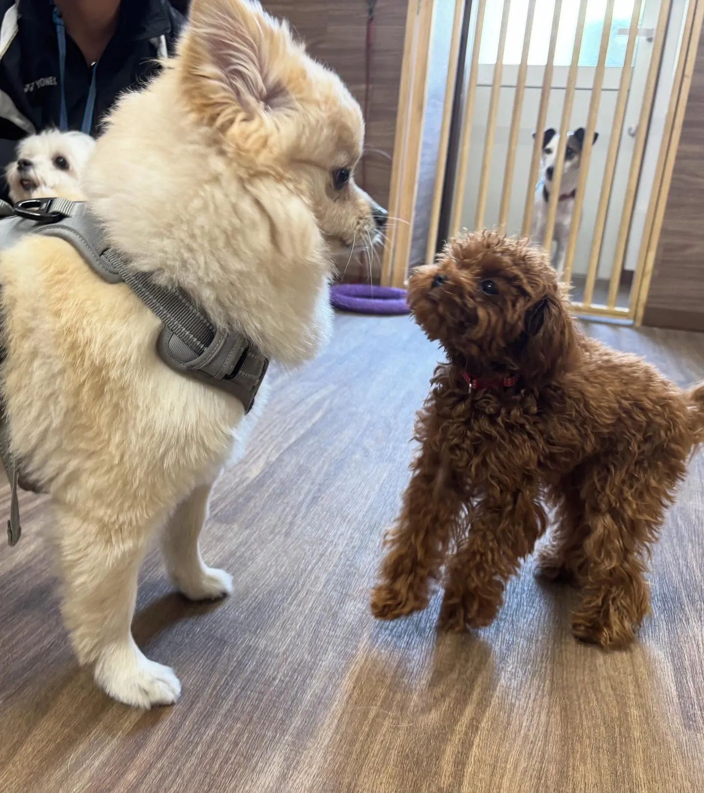 入会してくれたこはくくんです🌼