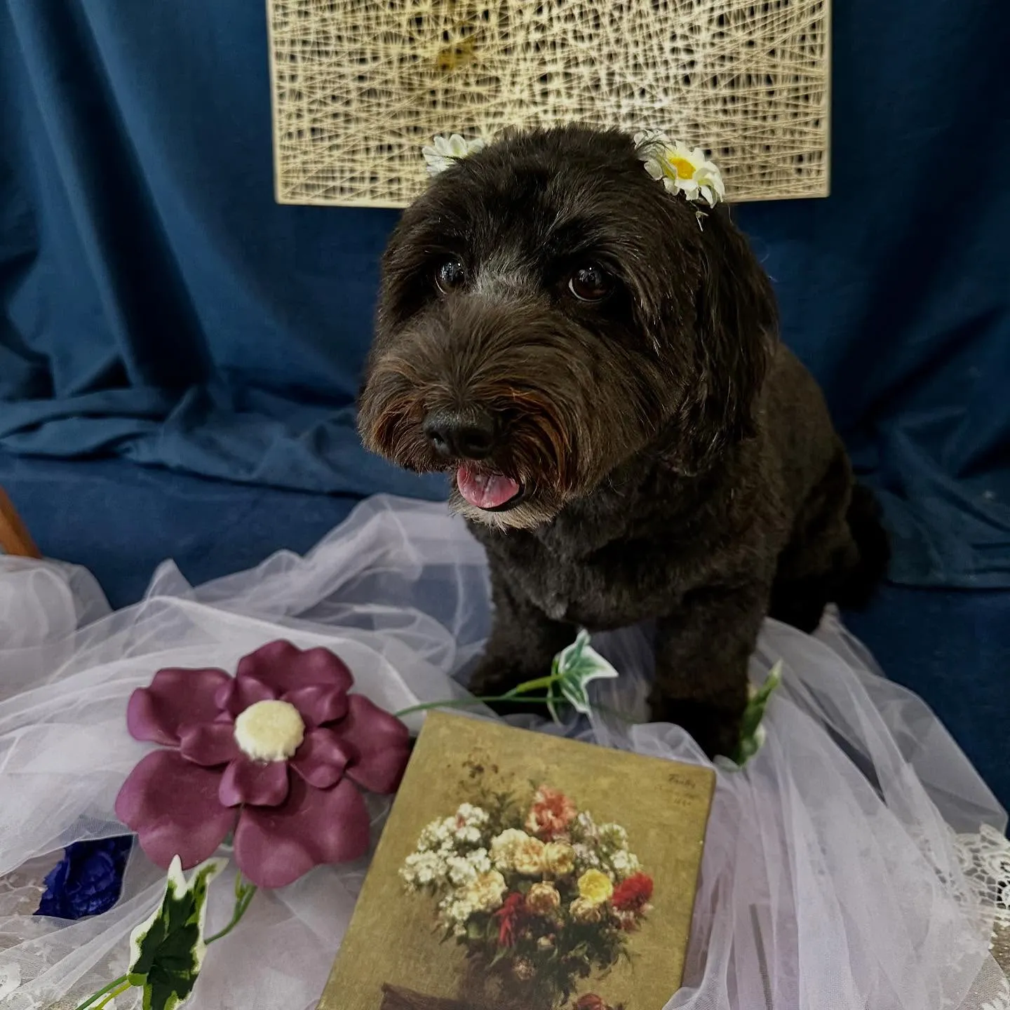 トリミングのセットメニューをご利用頂いたわんこたちです🐶