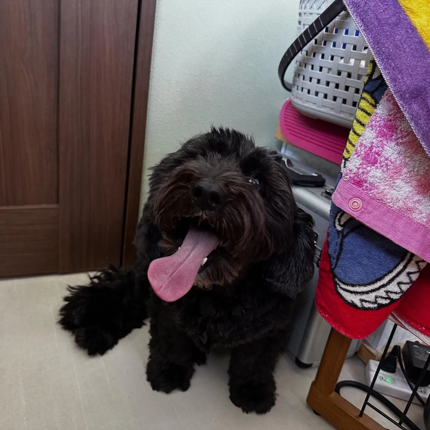 トリミングのセットメニューをご利用頂いたわんこたちです🐶