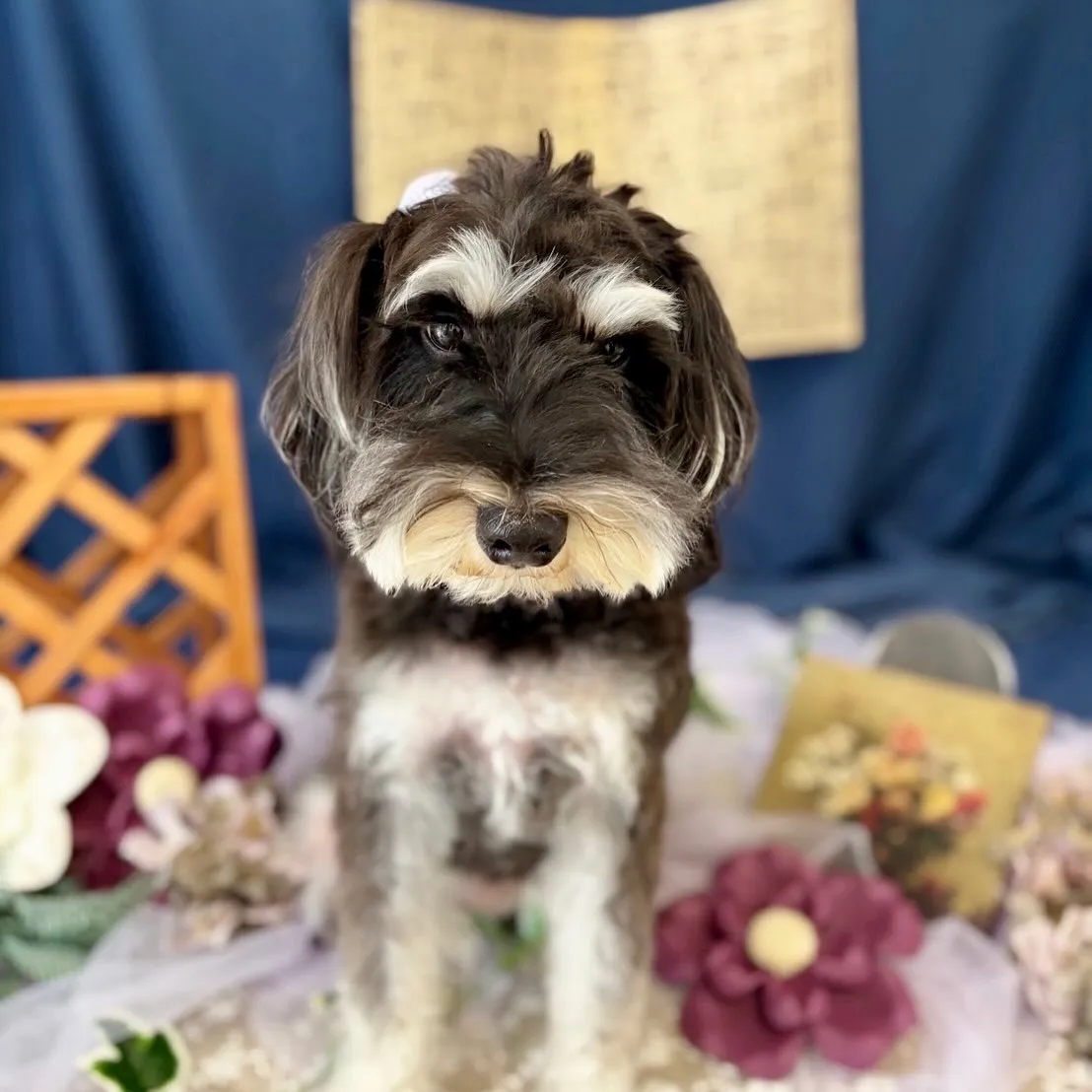 トリミングのセットメニューをご利用頂いたわんこたちです🐶