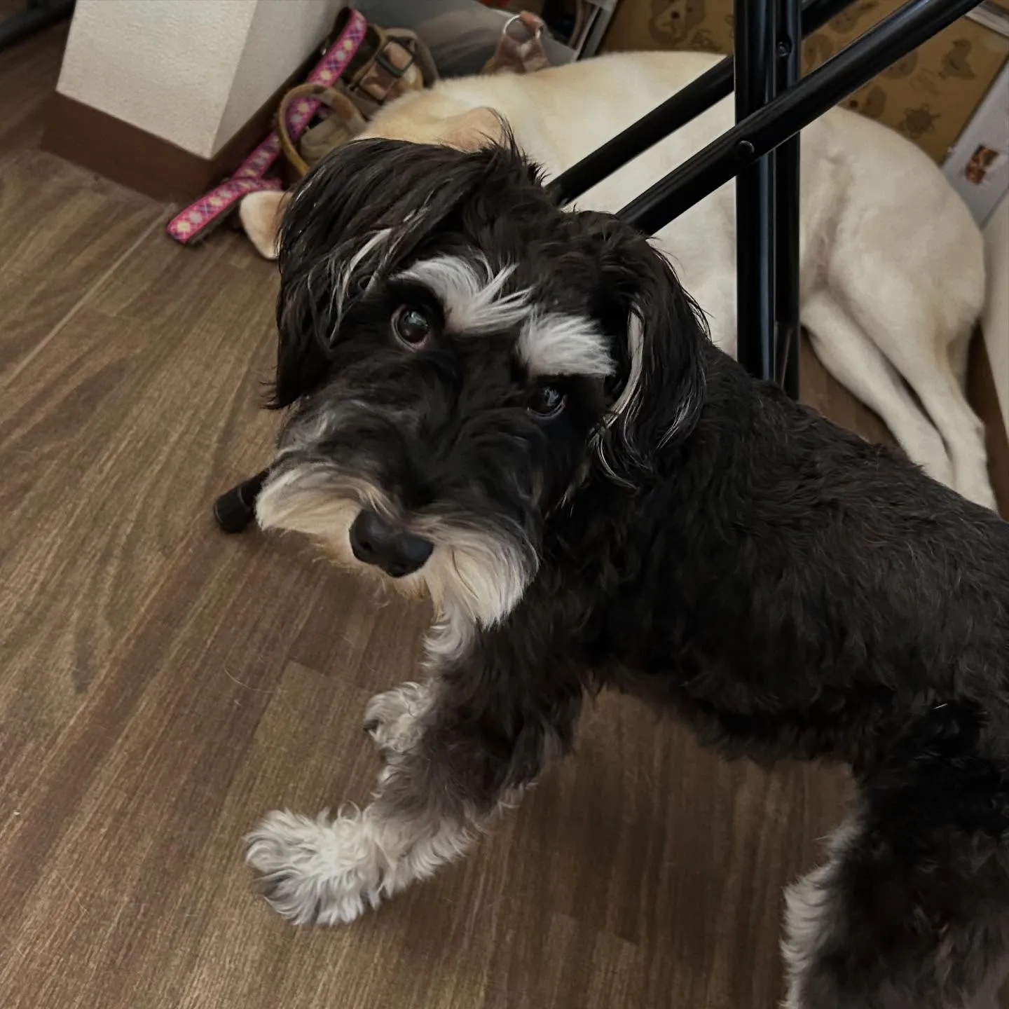 トリミングのセットメニューをご利用頂いたわんこたちです🐶