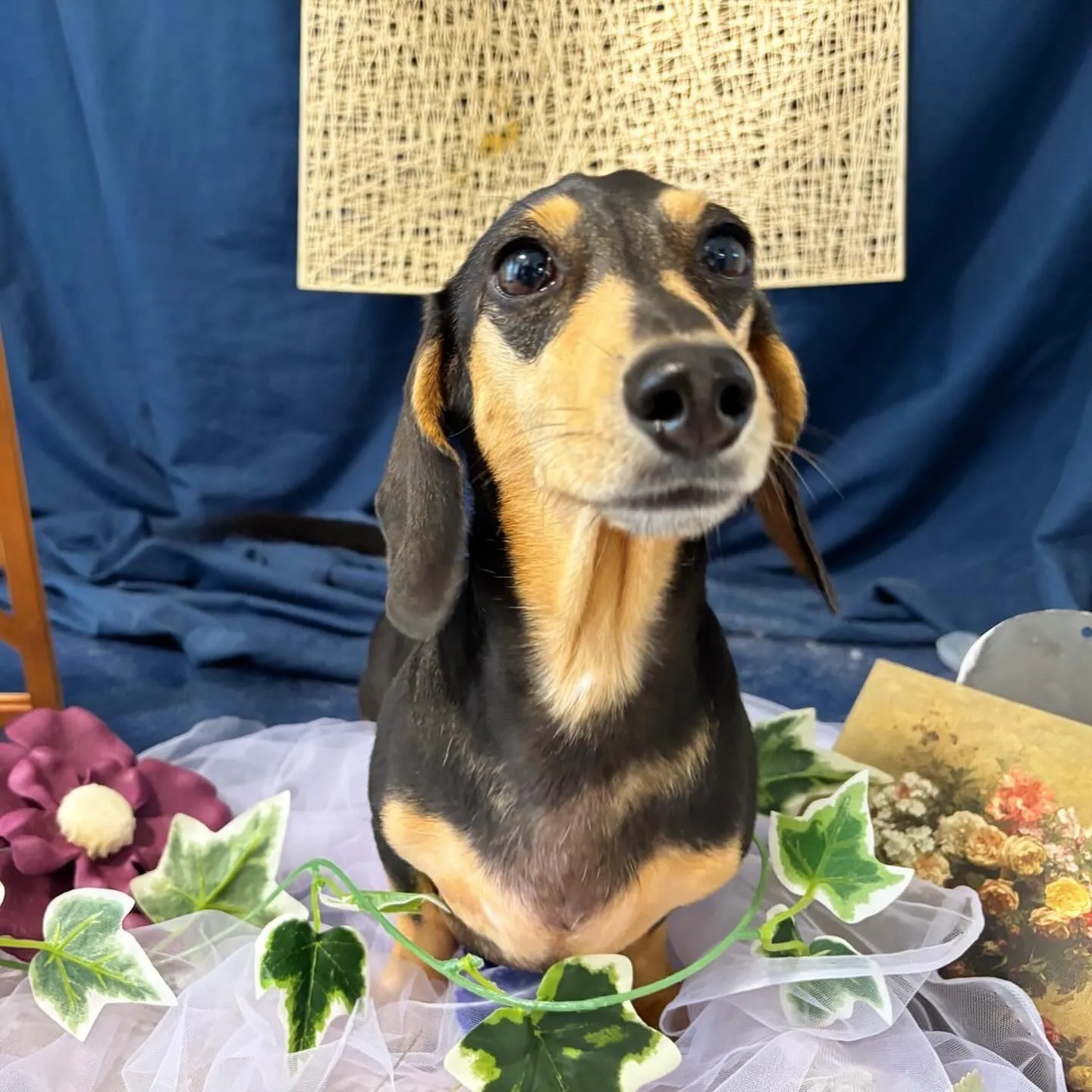 トリミングのセットメニューをご利用頂いたわんこたちです🐶