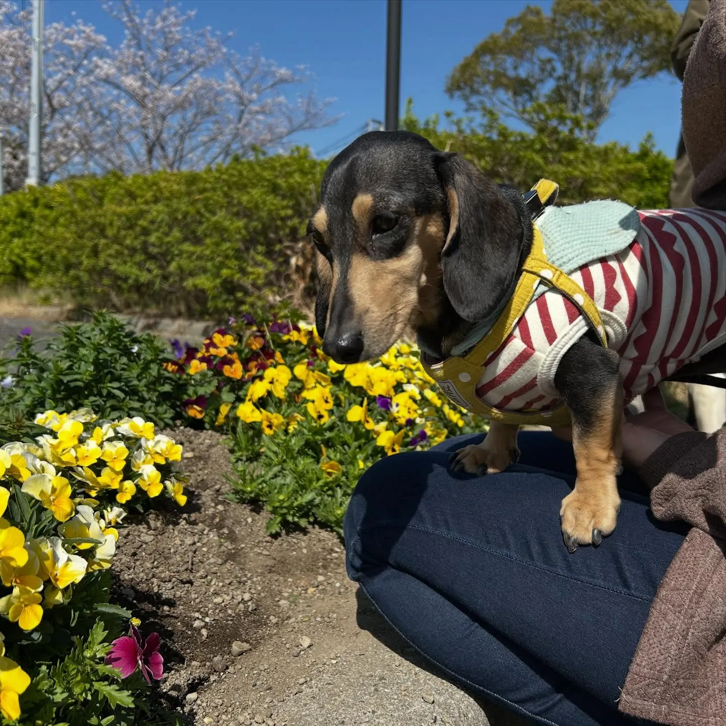 トリミングのセットメニューをご利用頂いたわんこたちです🐶