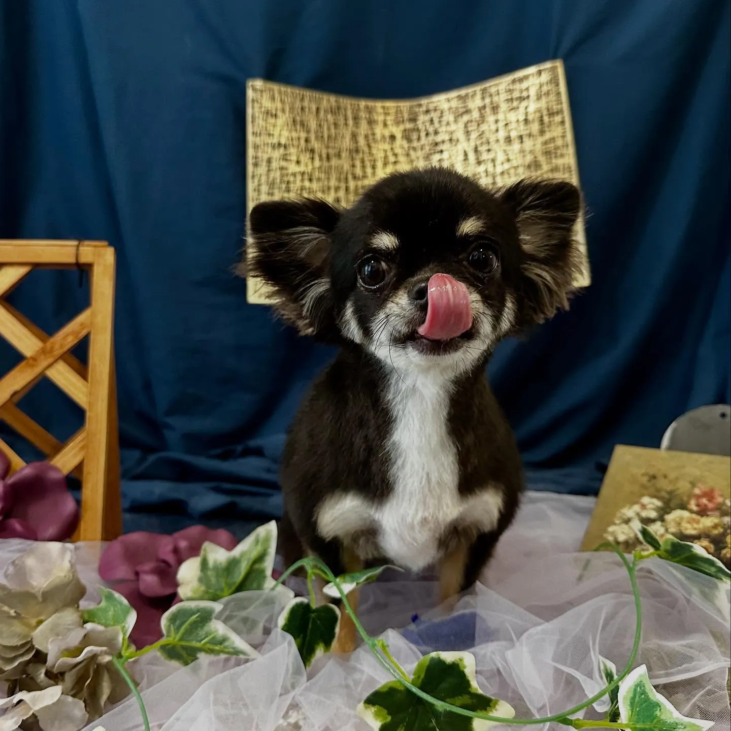 トリミングのセットメニューをご利用頂いたわんこたちです🐶