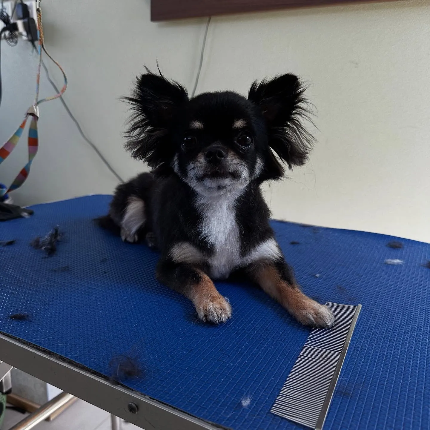 トリミングのセットメニューをご利用頂いたわんこたちです🐶