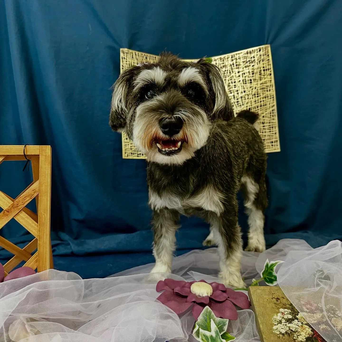 トリミングのセットメニューをご利用頂いたわんこたちです🐶