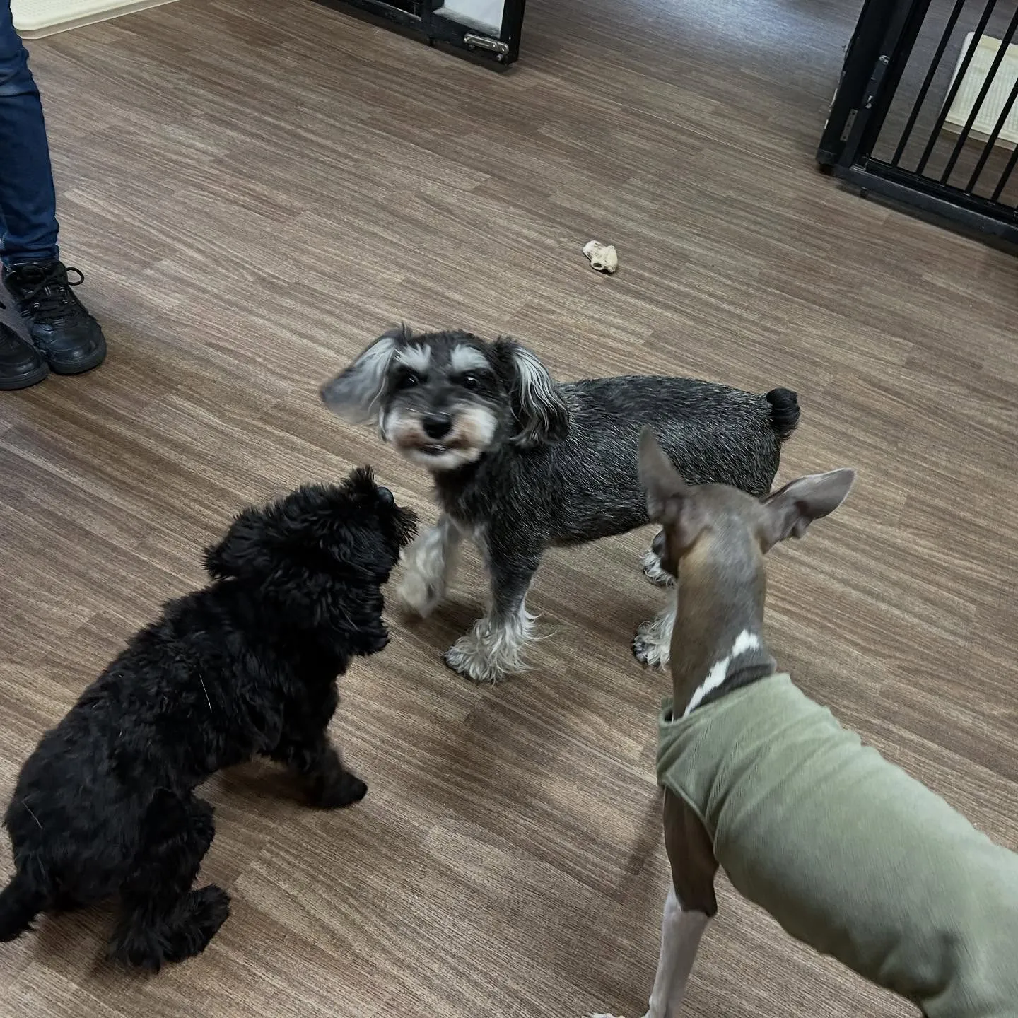 トリミングのセットメニューをご利用頂いたわんこたちです🐶