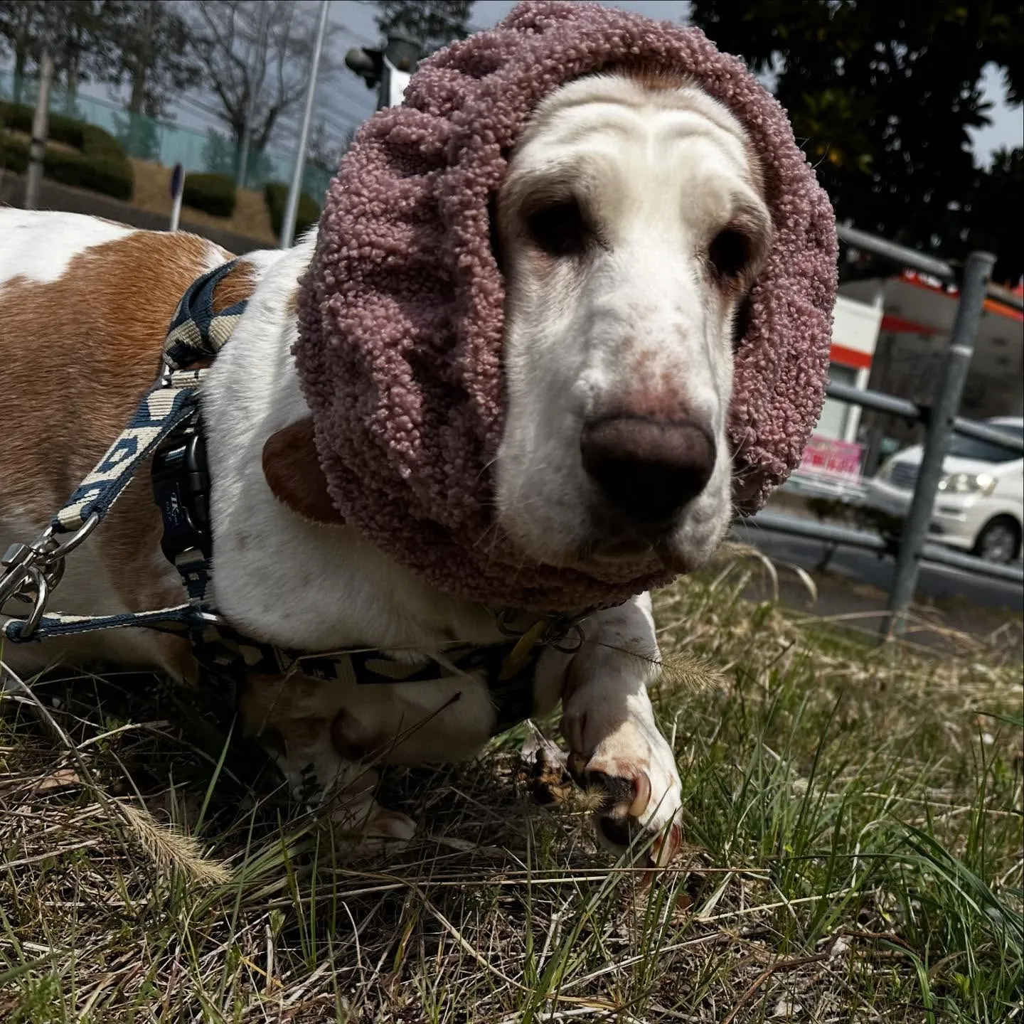 入会してくれたメイちゃんです💕