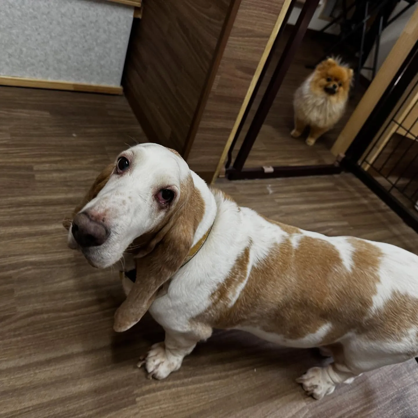 入会してくれたメイちゃんです💕