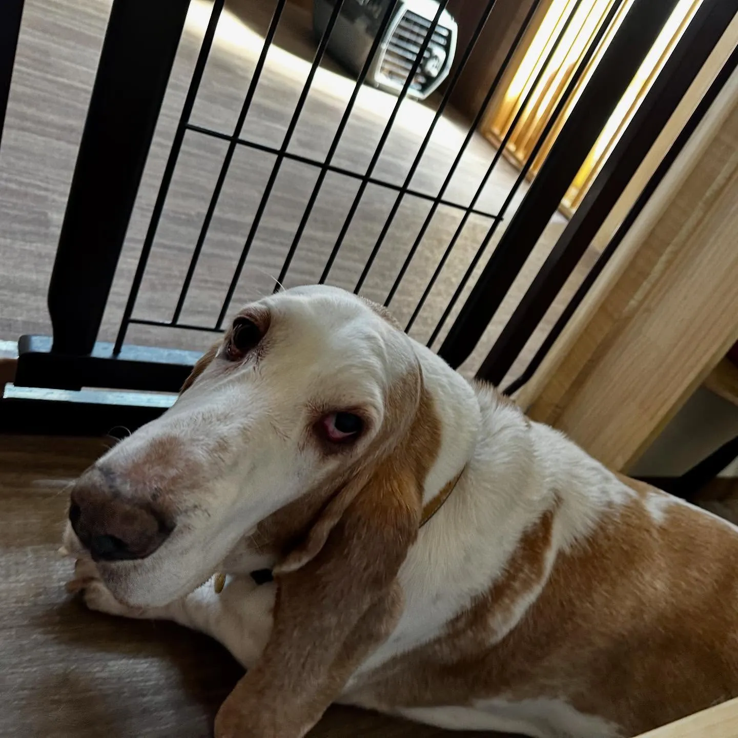 入会してくれたメイちゃんです💕