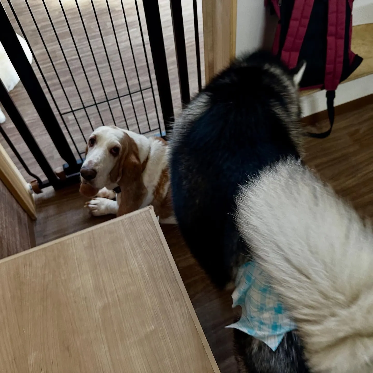 入会してくれたメイちゃんです💕