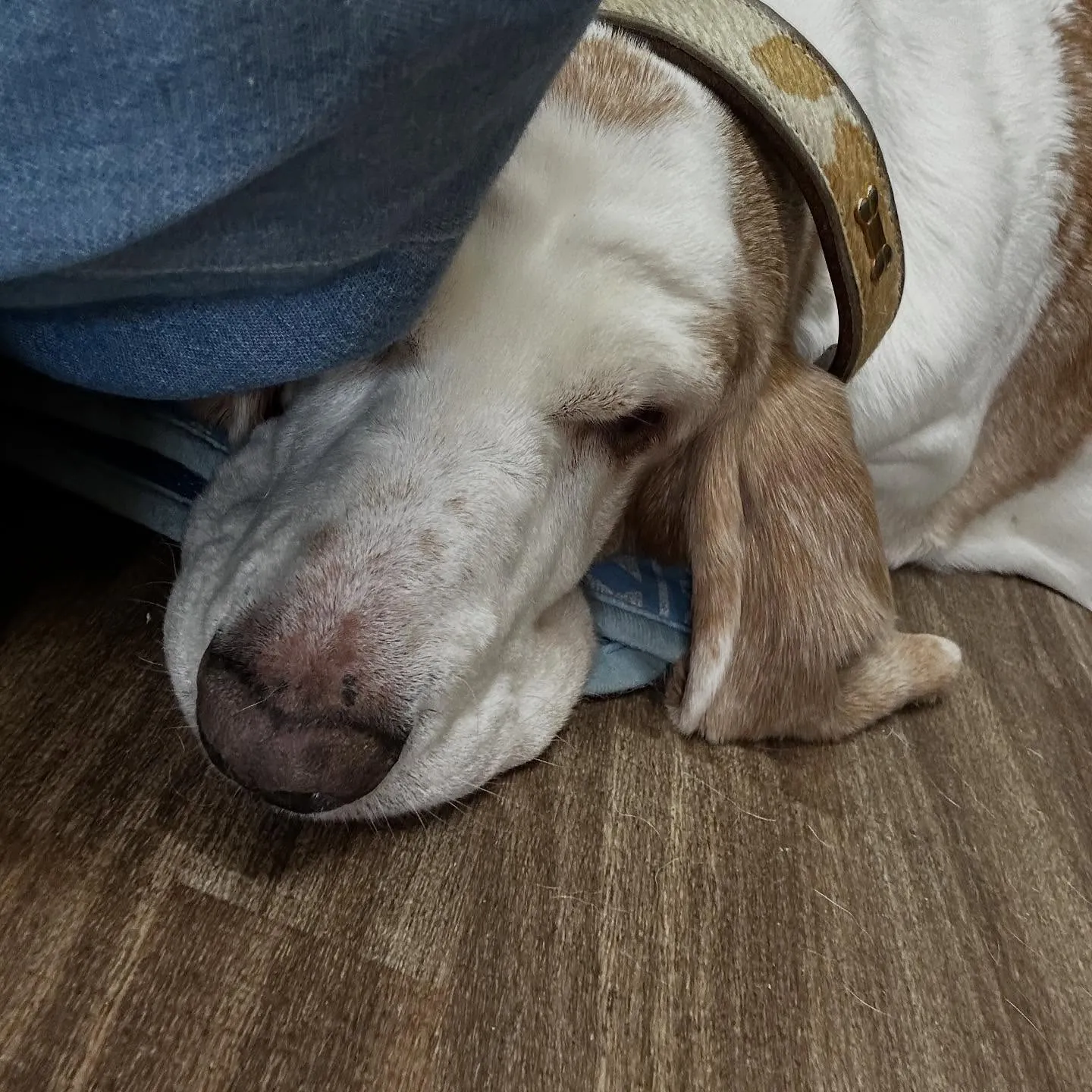 入会してくれたメイちゃんです💕