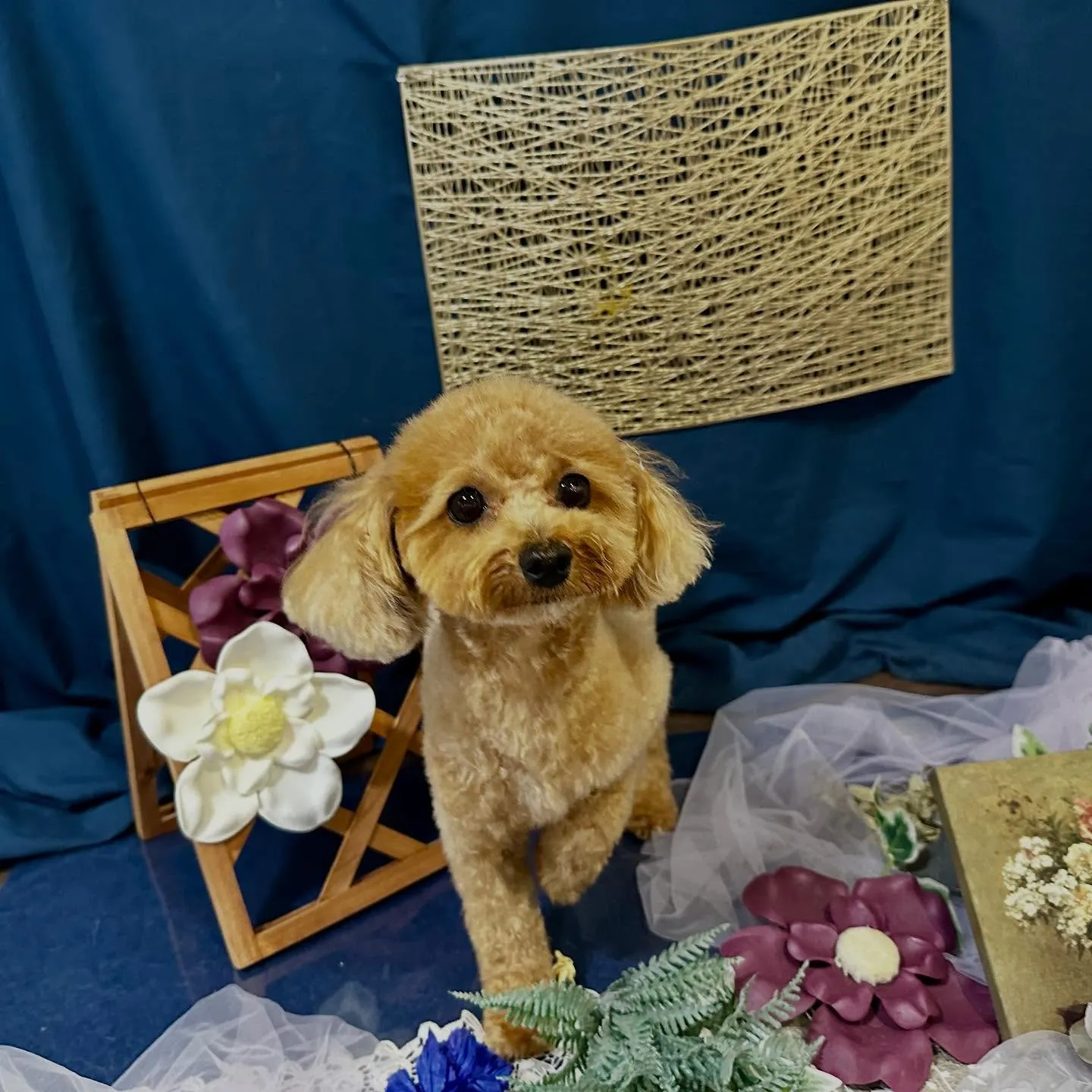 トリミングのセットメニューをご利用頂いたわんこたちです🌟