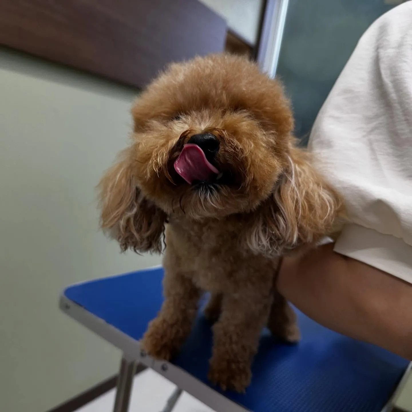 トリミングのセットメニューをご利用頂いたわんこたちです🌟