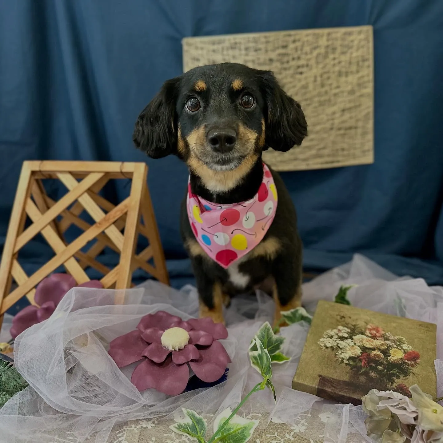 トリミングのセットメニューをご利用頂いたわんこたちです🌟