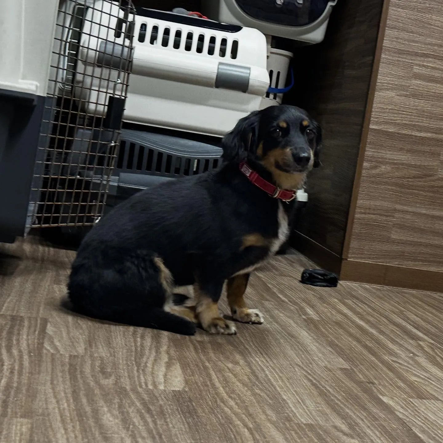 トリミングのセットメニューをご利用頂いたわんこたちです🌟