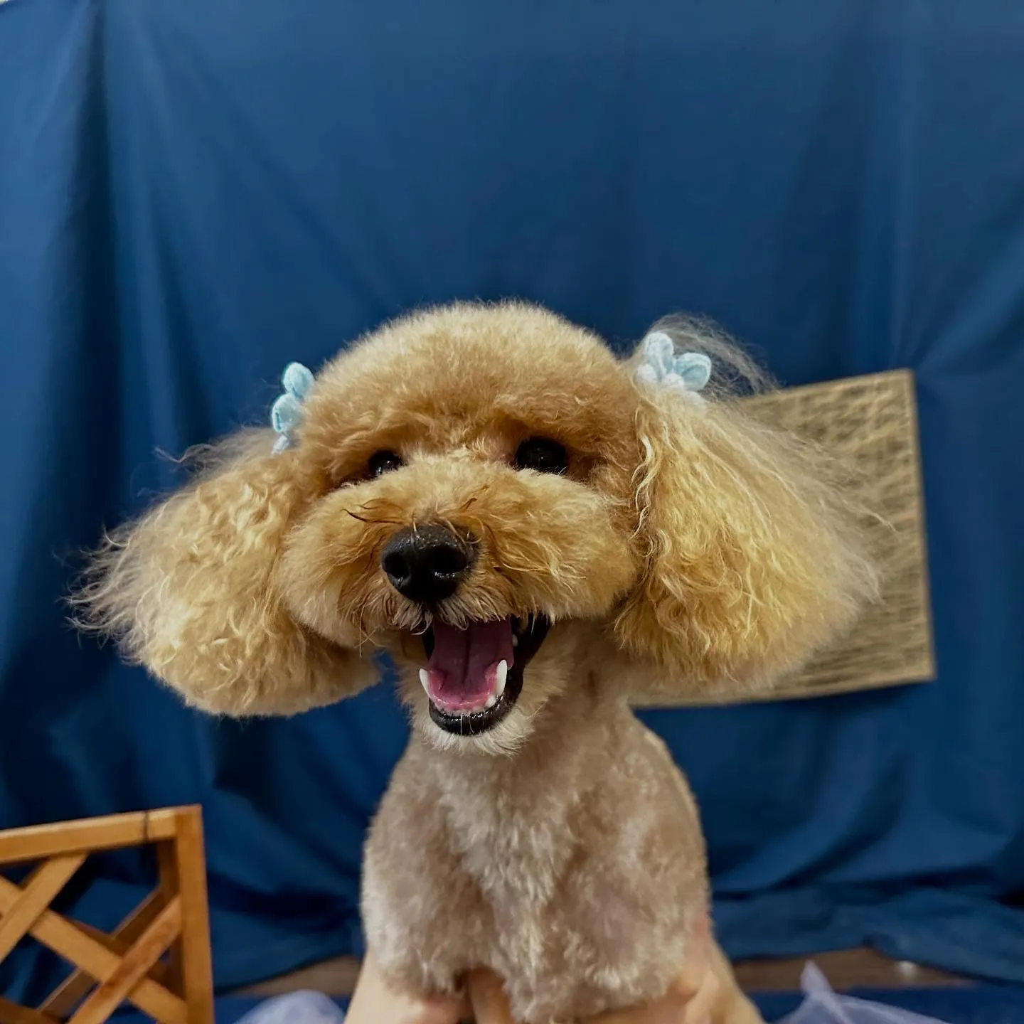 トリミングのセットメニューをご利用頂いたわんこたちです🌟