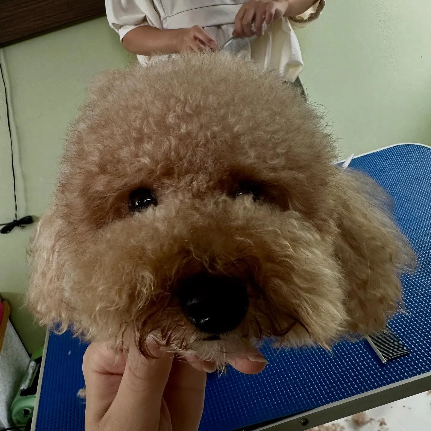 トリミングのセットメニューをご利用頂いたわんこたちです🌟