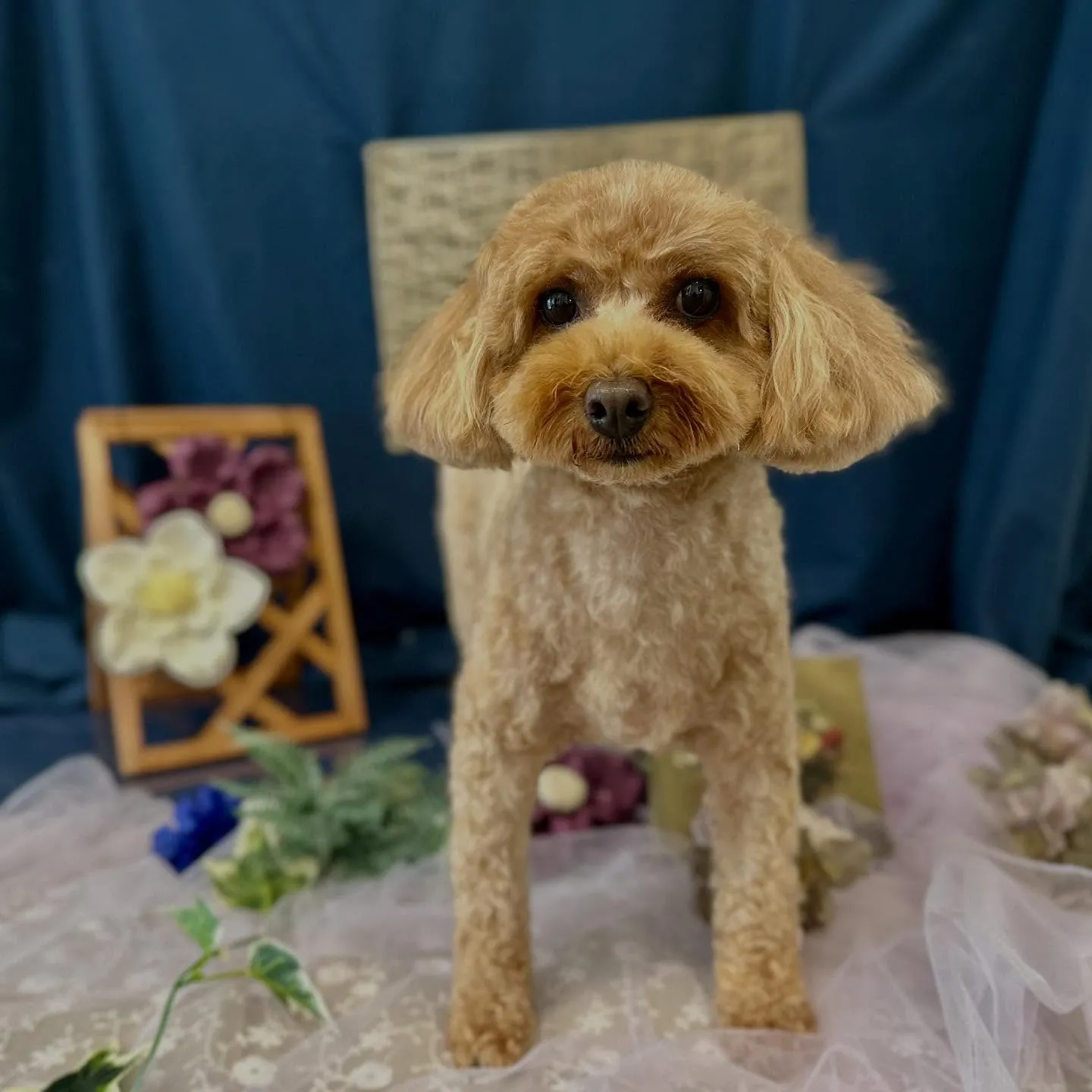 トリミングのセットメニューをご利用頂いたわんこたちです🌟