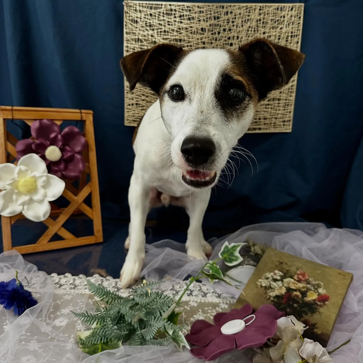 トリミングのセットメニューをご利用頂いたわんこたちです🌟