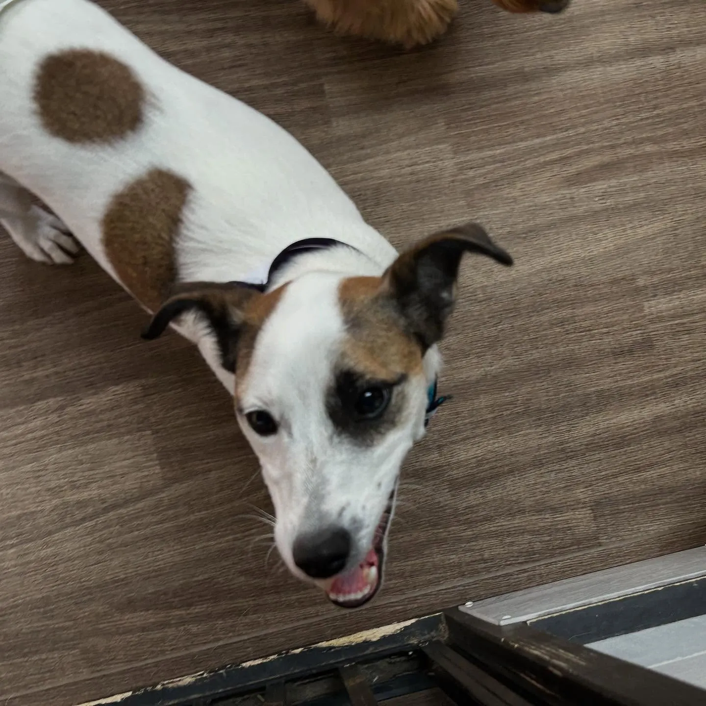 トリミングのセットメニューをご利用頂いたわんこたちです🌟