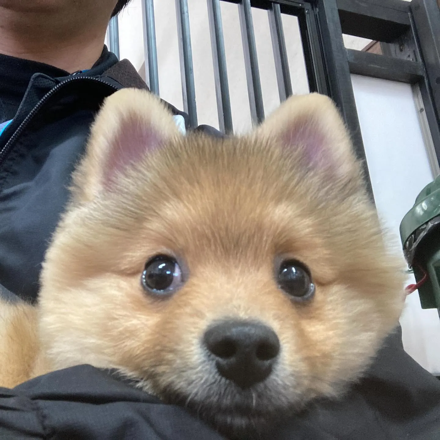 入会してくれたラニくんです🎶