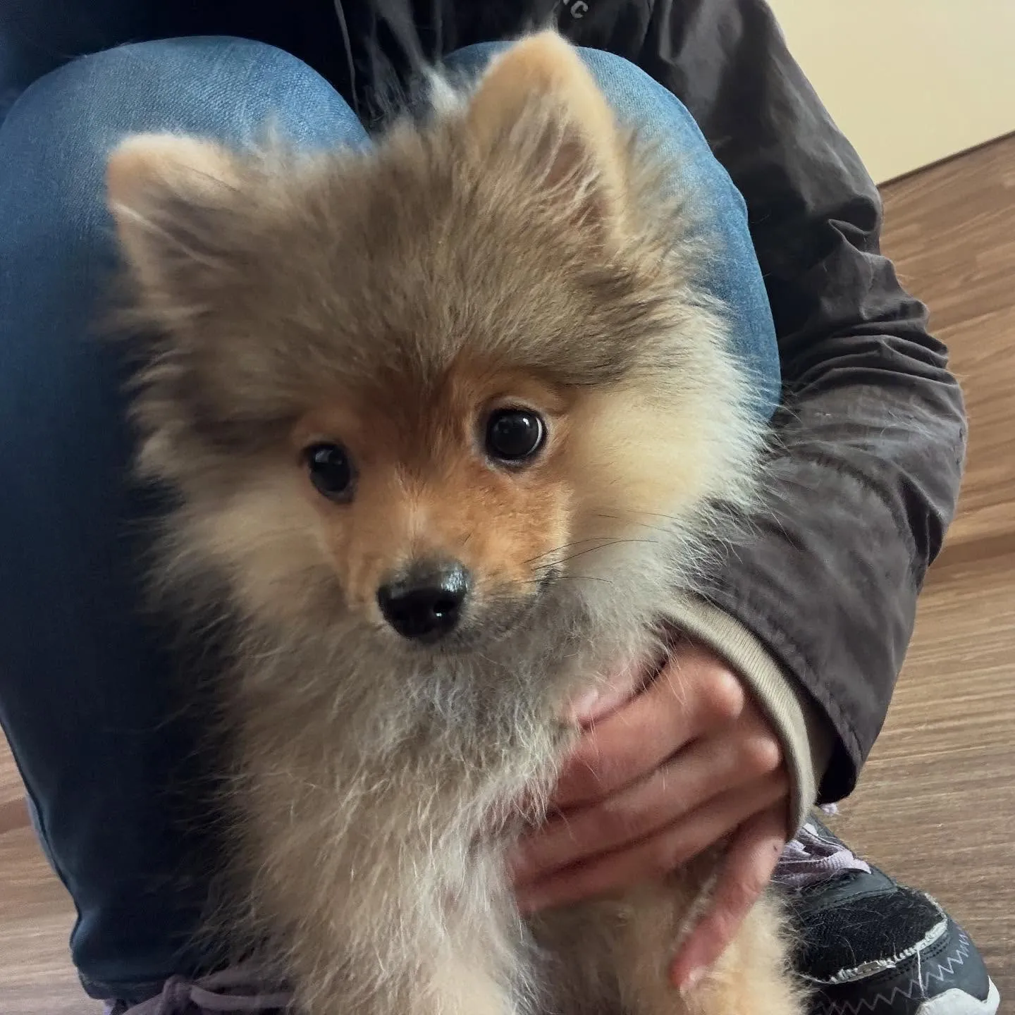 入会してくれたラニくんです🎶