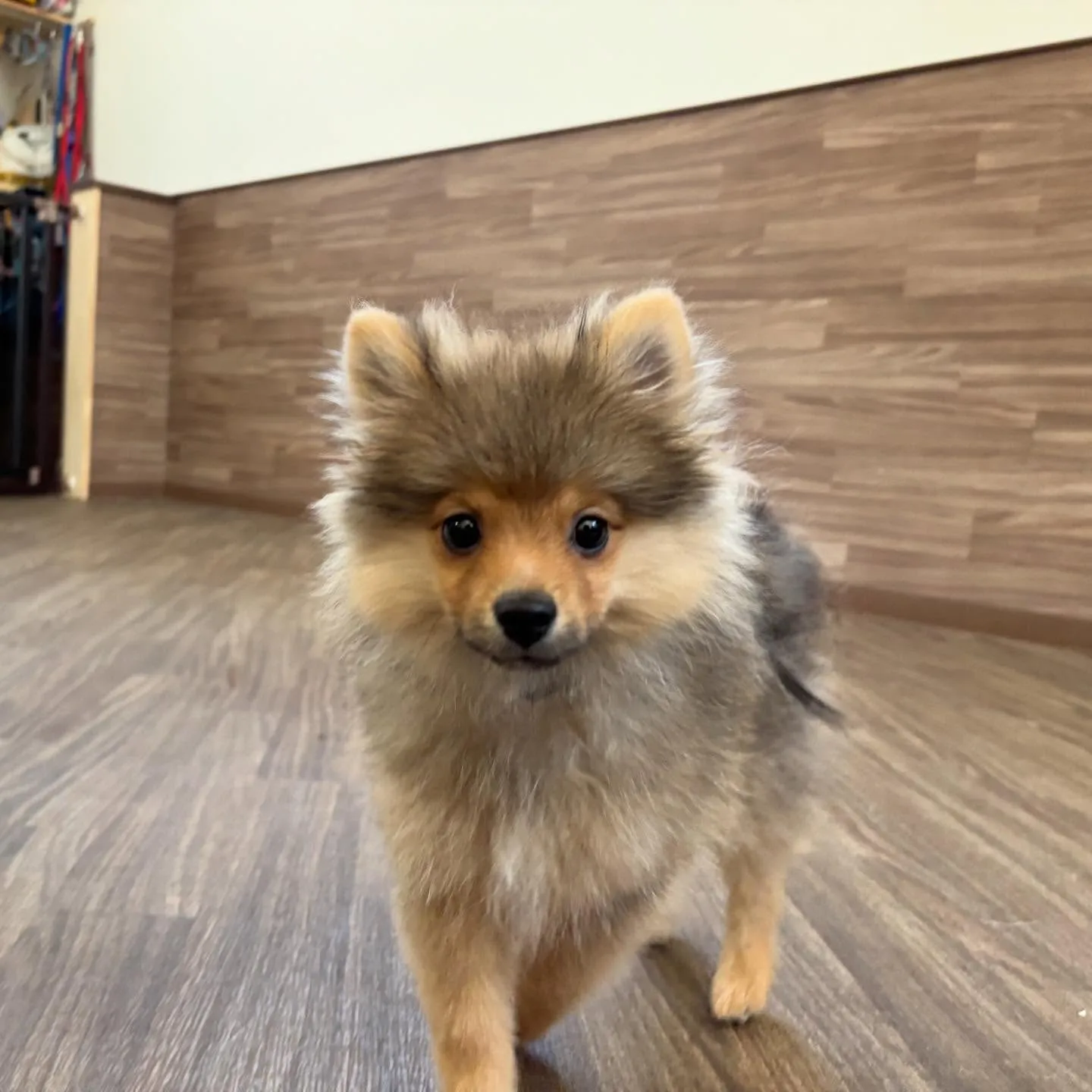 入会してくれたラニくんです🎶