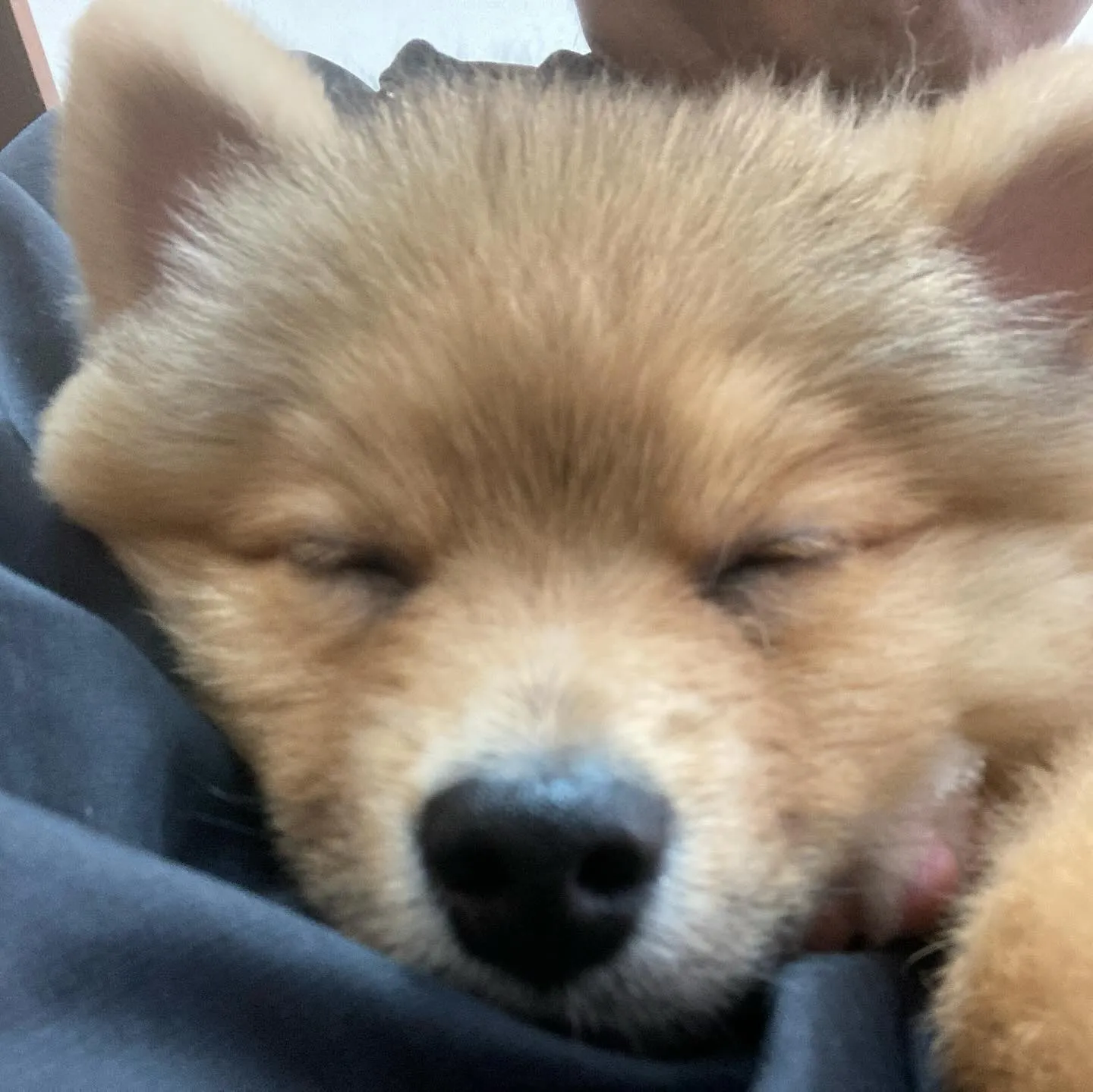 入会してくれたラニくんです🎶