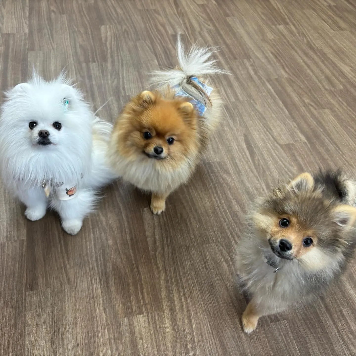 入会してくれたラニくんです🎶