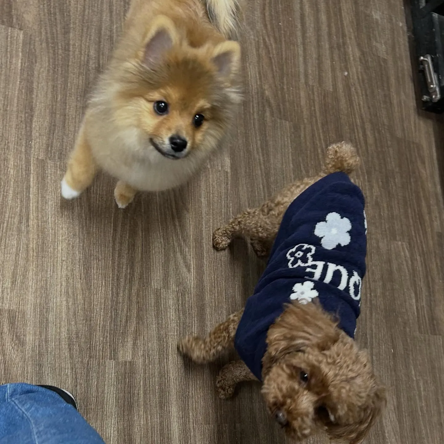 入会してくれたラニくんです🎶