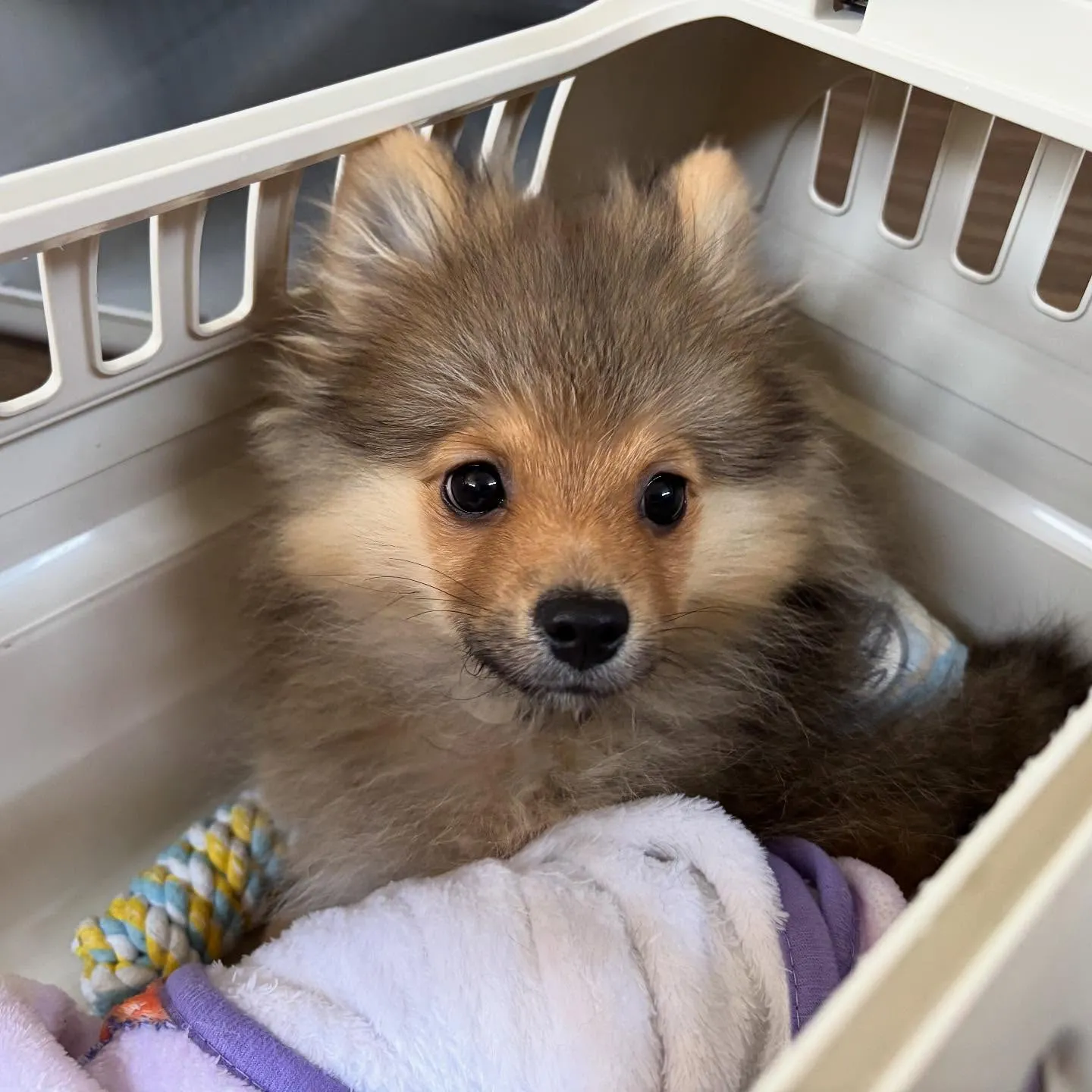 入会してくれたラニくんです🎶