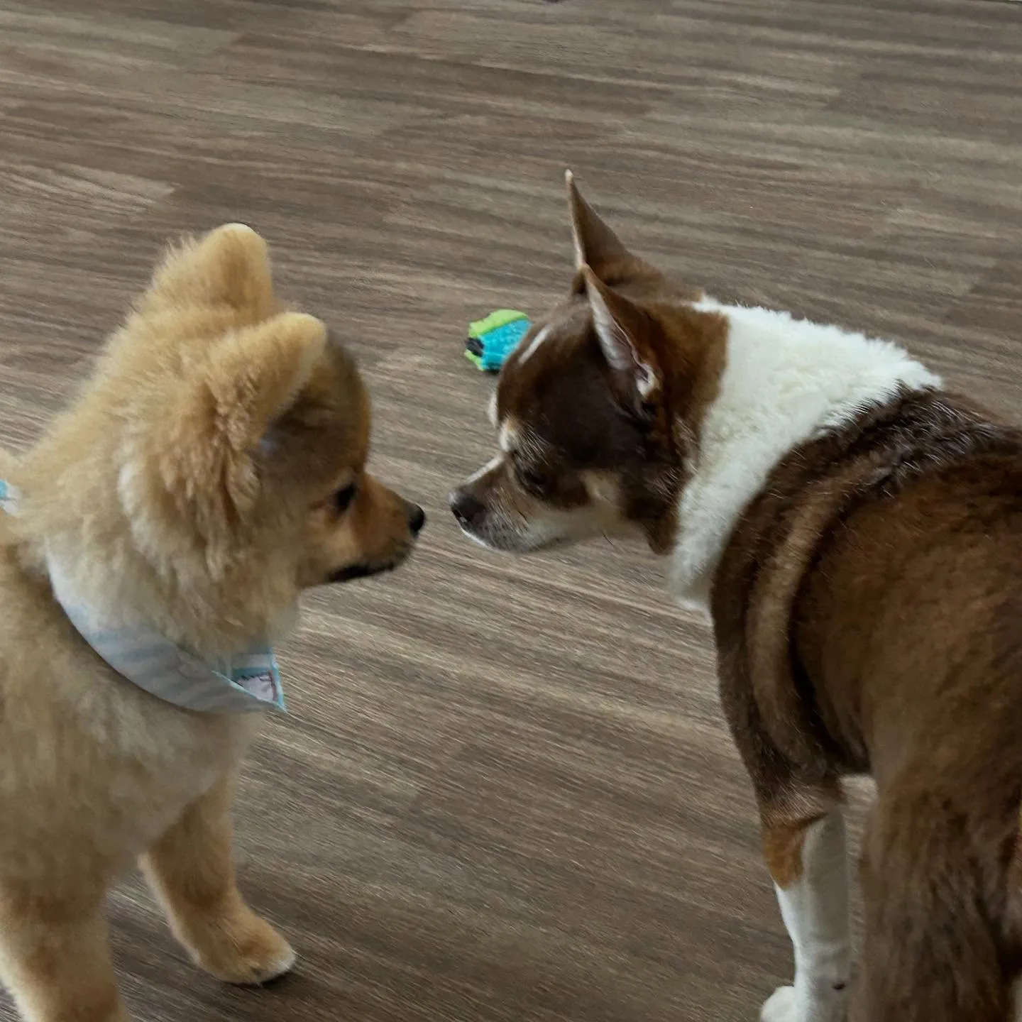 入会してくれたラニくんです🎶