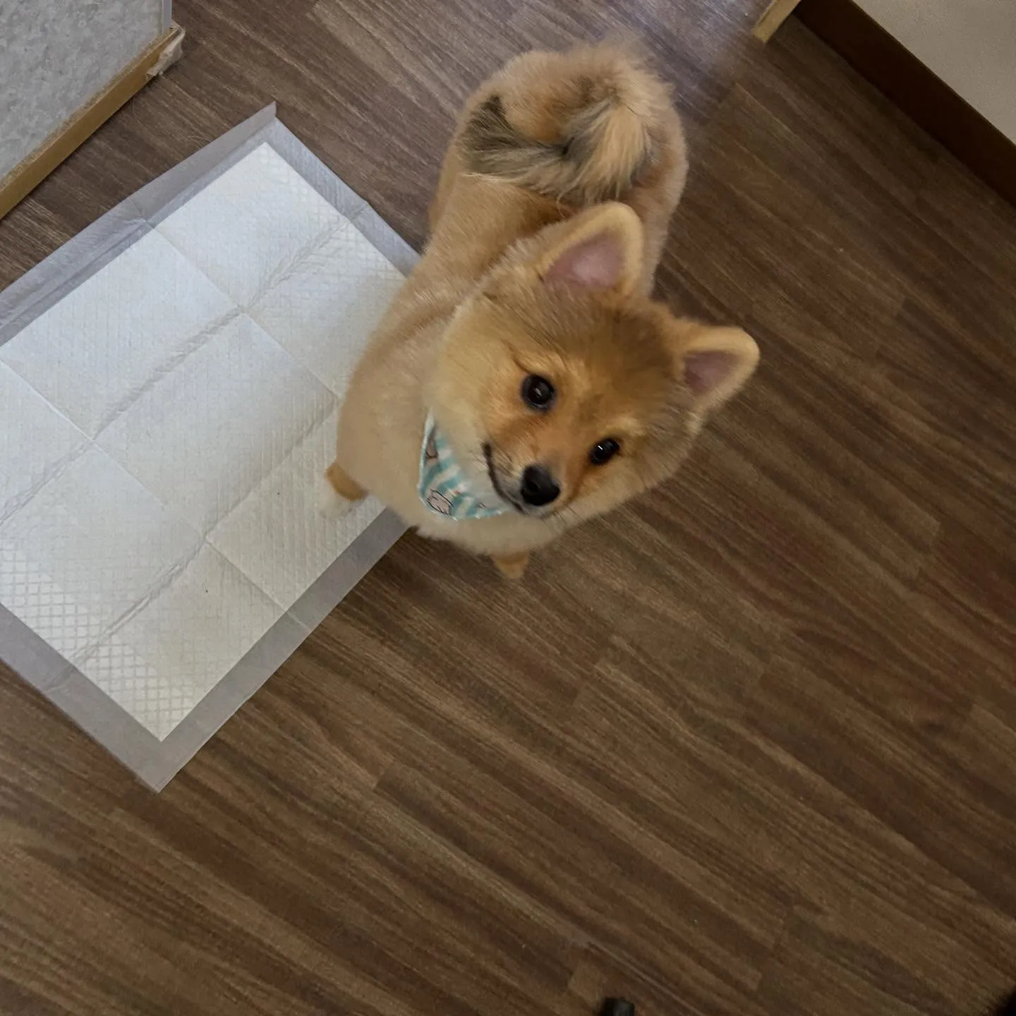 入会してくれたラニくんです🎶