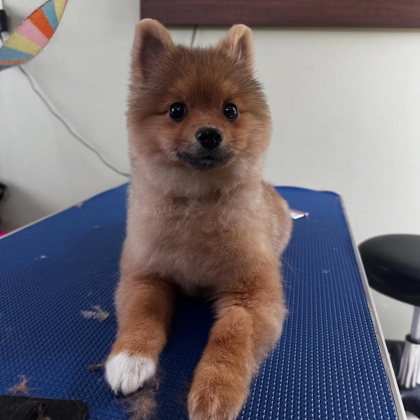 入会してくれたラニくんです🎶