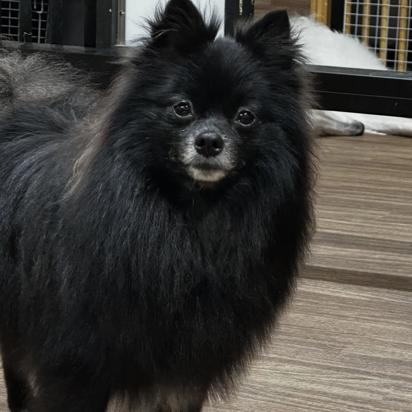 トリミングのセットメニューをご利用頂いたわんこさんたちです💖