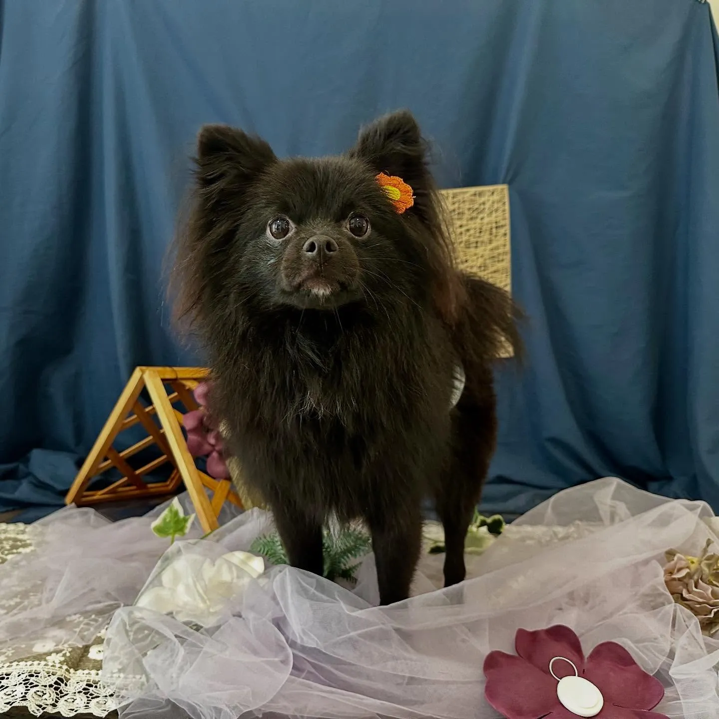 トリミングのセットメニューをご利用頂いたわんこさんたちです💖