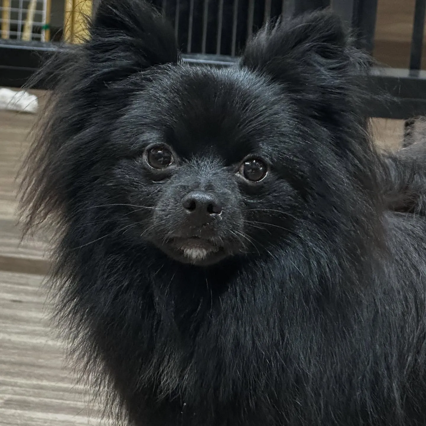 トリミングのセットメニューをご利用頂いたわんこさんたちです💖